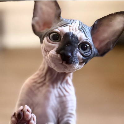Sphynx kitten