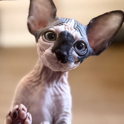 Sphynx kitten