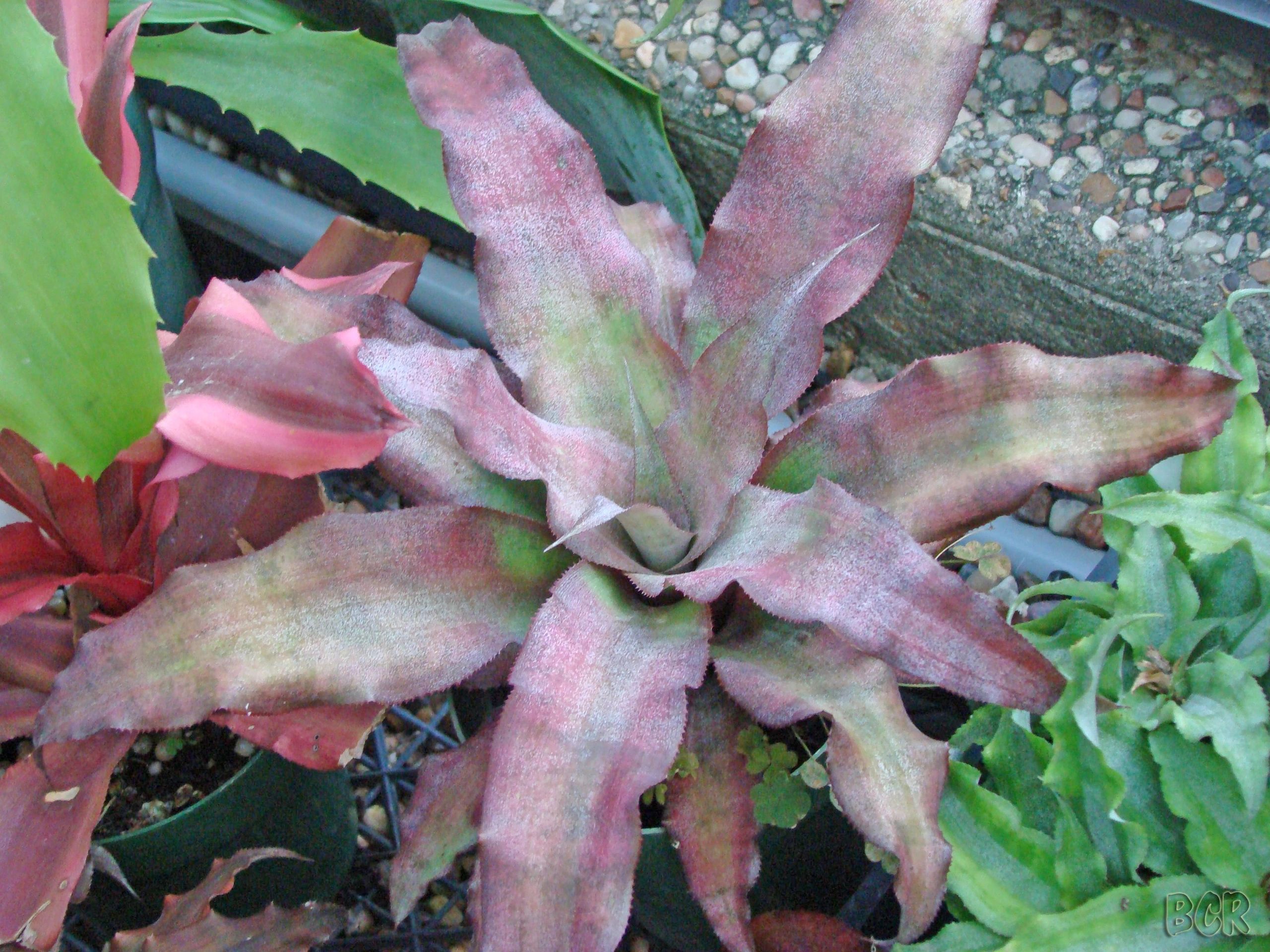 Cryptanthus Society