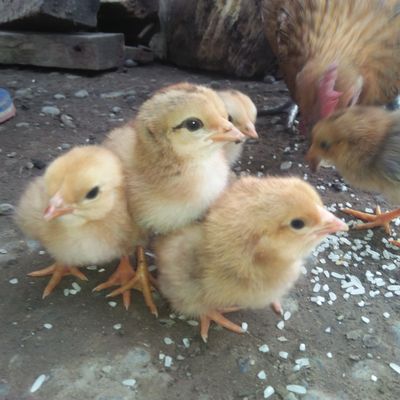 How to feed baby chicks