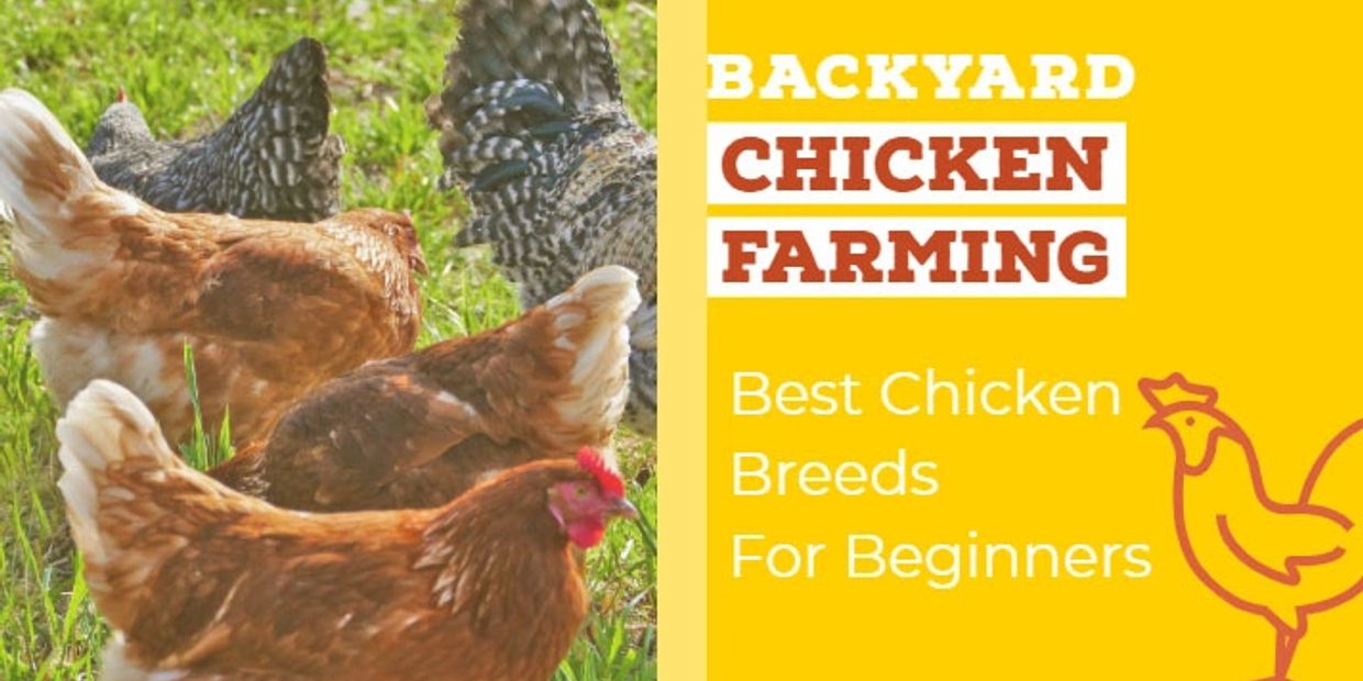 Best backyard chicken breeds for beginners