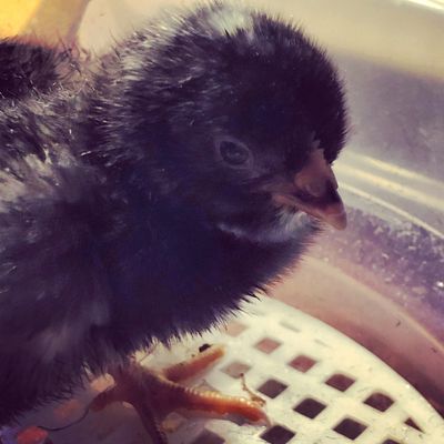 chickens chick hatched now what do i do