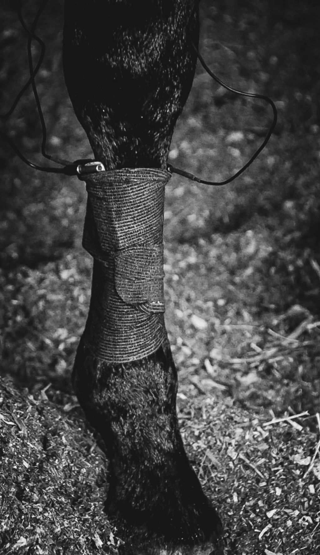 Equiscope supports improved performance and overall wellness 