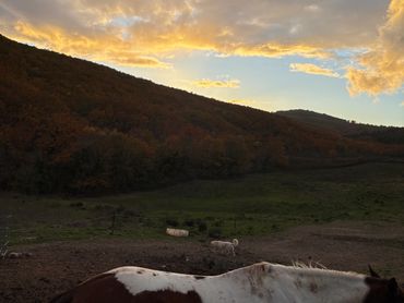 cavallo che mangia al tramonto