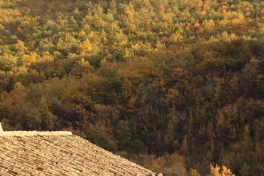 tetto del maneggio con gli alberi