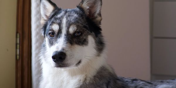 A close-up of a calm gray and white dog indoors.