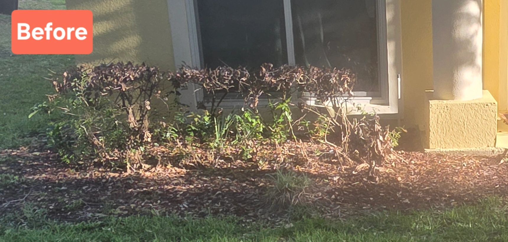Wilted bushes in front of a house labeled 'Before'.