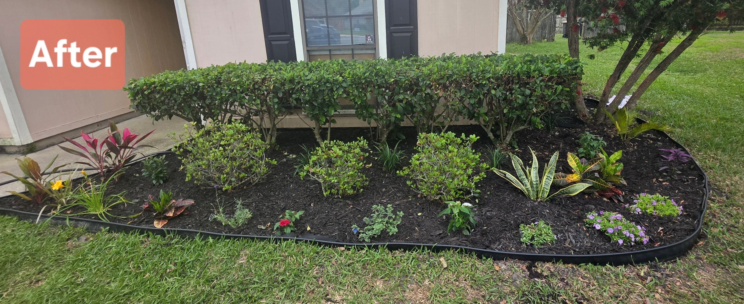 Freshly mulched garden bed with trimmed bushes and colorful plants.