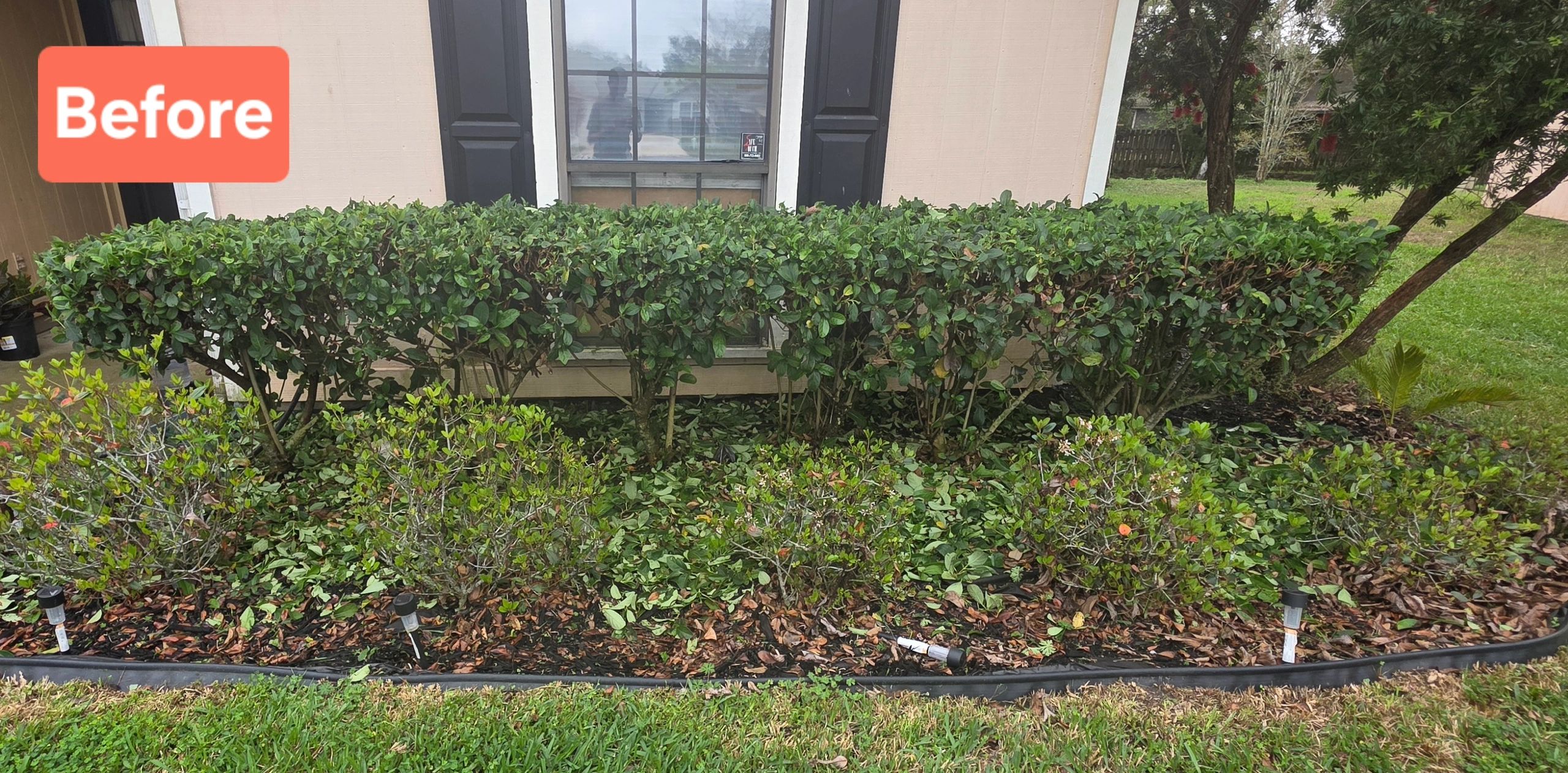 Overgrown hedges and untidy garden area before trimming.