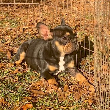 Black & tan male $2500