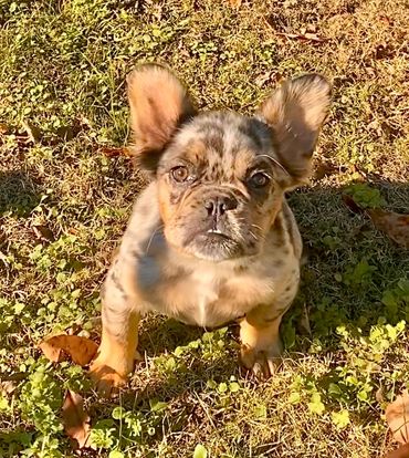 Merle & tan visual fluffy male. $6000