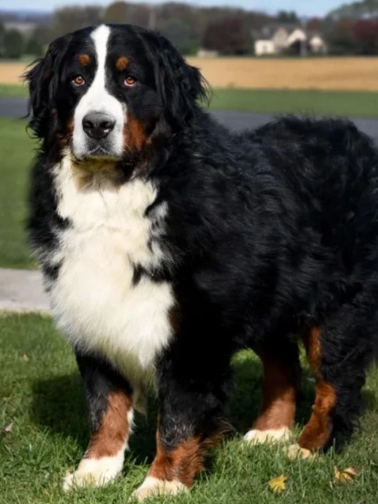 Ivan, Harriet's Sire, was imported from Russia and 2019 and carries champion bloodlines. 

