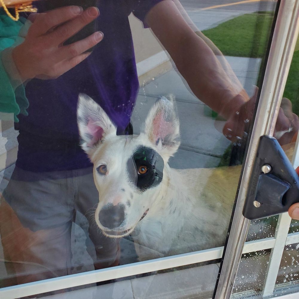 traditional squeegee window cleaning dog smiling at quality  