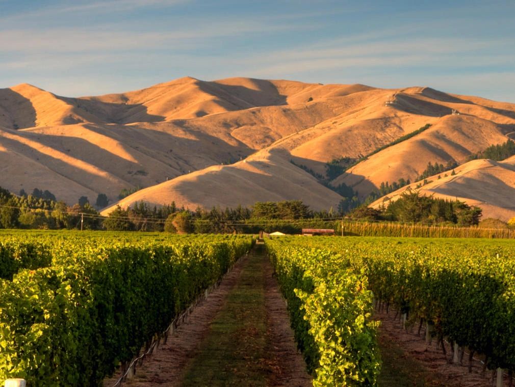 A vineyard in Marlborough overlooking hills.