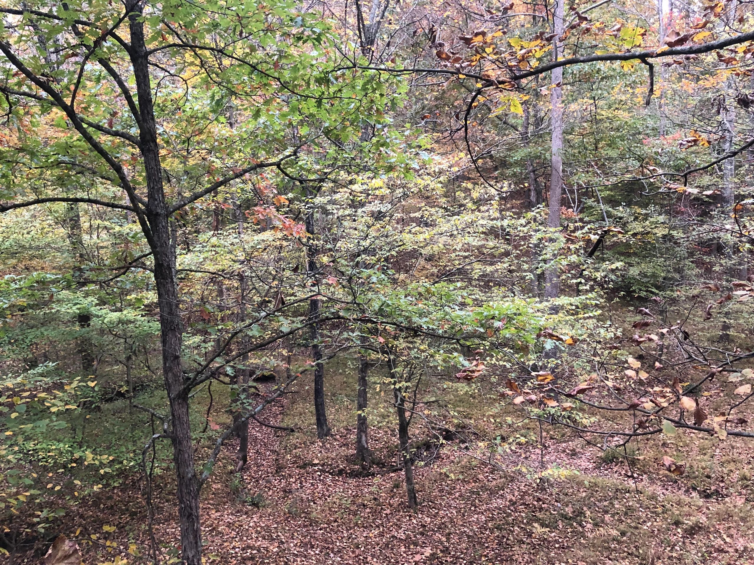 Illinois Archery Hunting