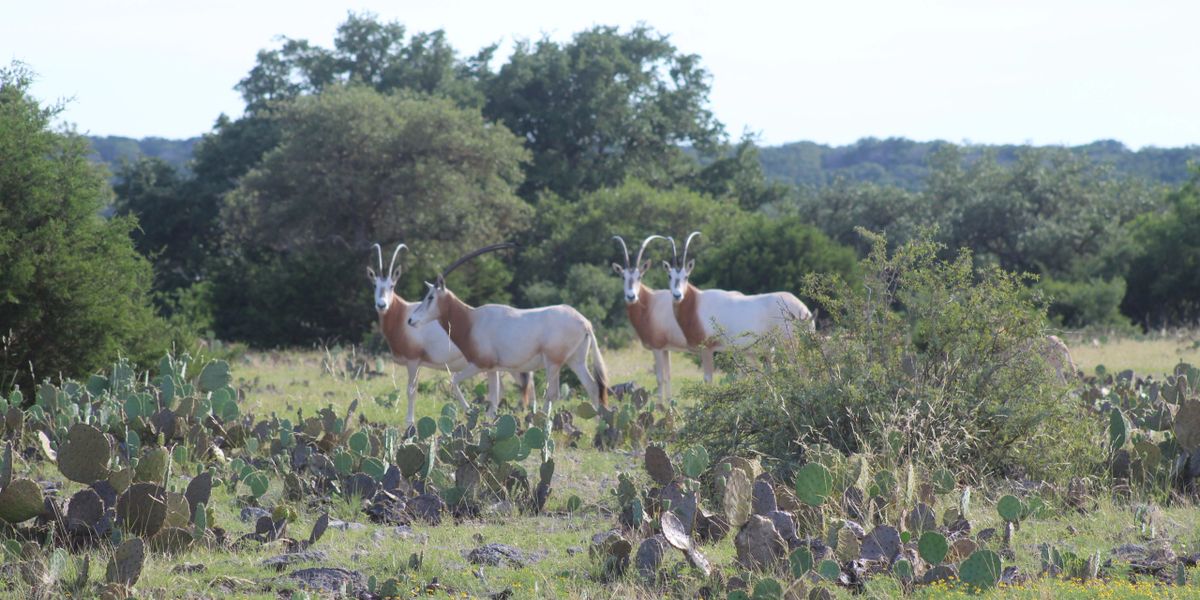 Ahrens Ranch & Wildlife, LLC - Texas Ranch Sales, LLC Ahrens Ranch & Wildlife, LLC - Texas Ranch Sales, LLC