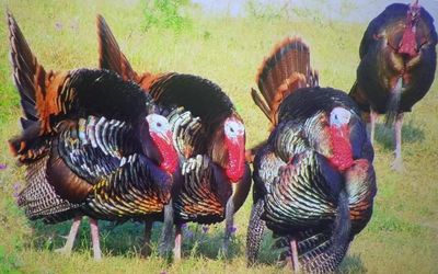 Rio Grande Turkey Hunting