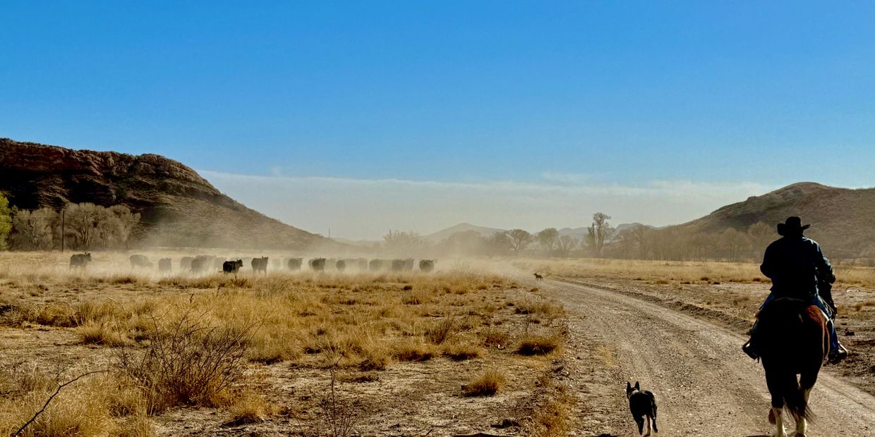 A cowboy herding cattle on a dusty trail in a dry landscape.