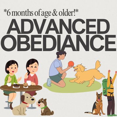 Illustration promoting advanced obedience training for dogs aged 6 months and older.