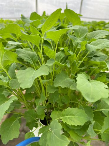 Broccoli leaf