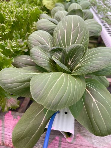 Pac Choi