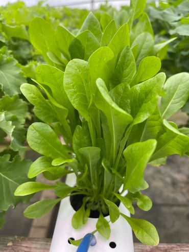 Dandelion Greens 