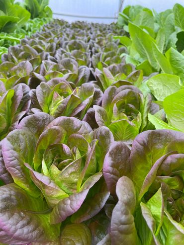 Red butter lettuce 