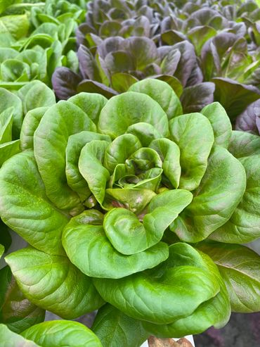 Green Butter lettuce 