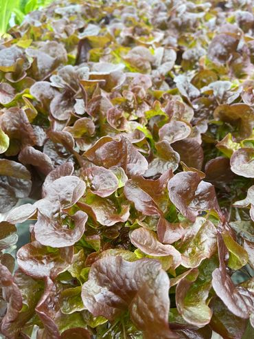 Red Oakleaf
Red party lettuce 