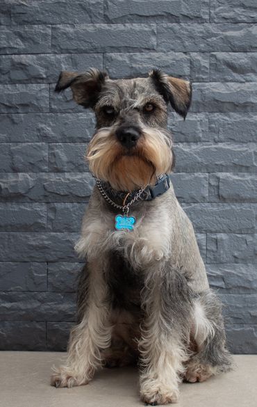 cute salt and pepper schnauzer
