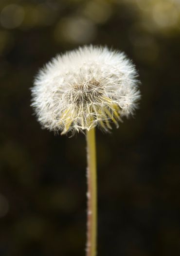 dandelion close up