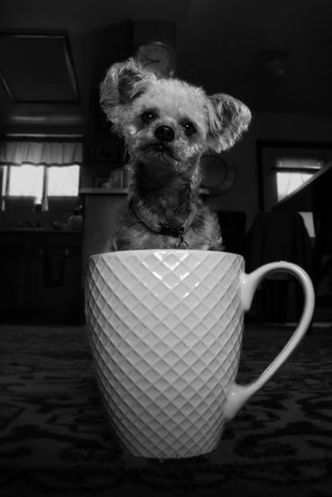 cute puppy in a mug