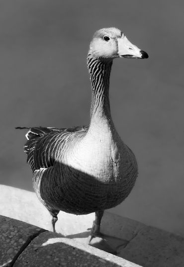 Duck in Black and White