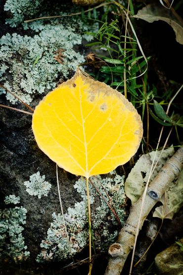 yellow leaf close up