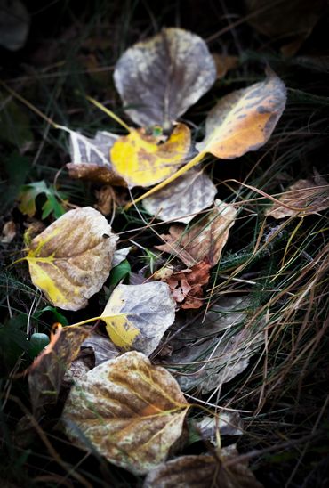 leaves falling in the fall season