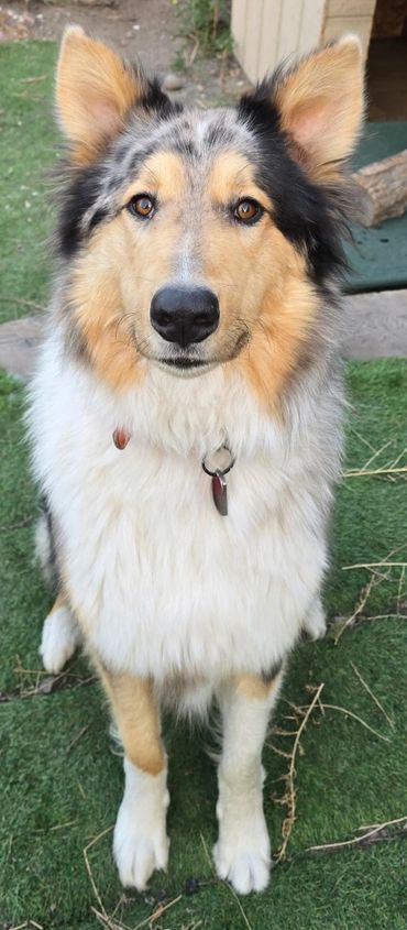 Known, now Chaffee, from the Affirmation Litter