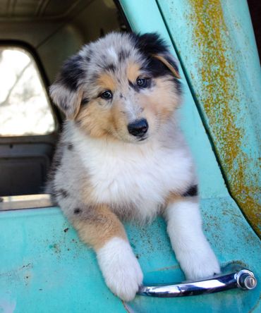 Puppy in truck window.