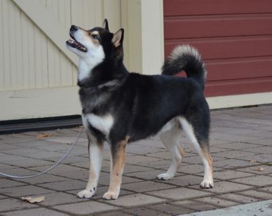 Dog standing at attention.