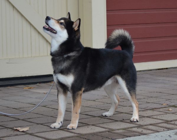 Dog standing at attention.