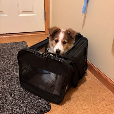 Scottish Collie puppy in airlines travel bag.