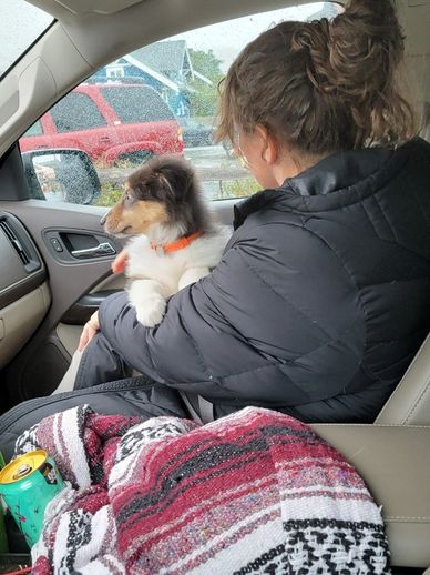 Puppy on lap in car.