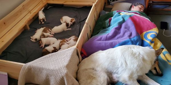 Litter of pups in whelping box.