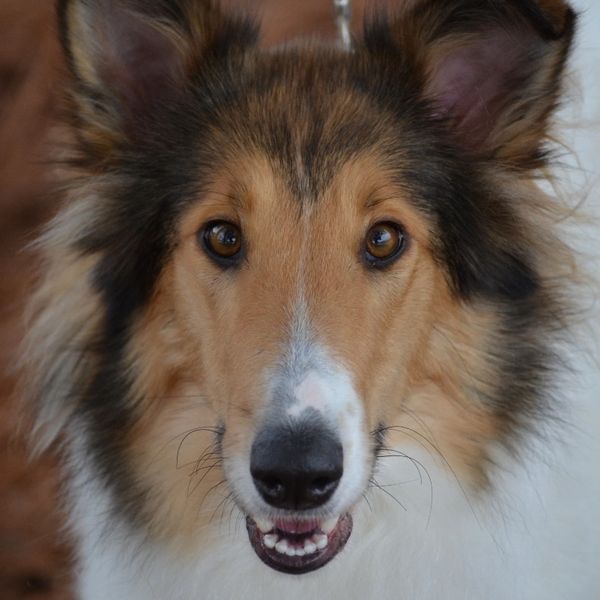 Dog face.