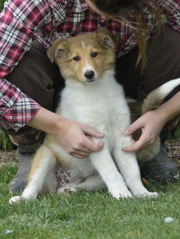 Scottish Collie puppy.