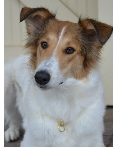 Dog with ears up.