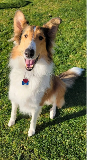 Collie sitting, ears up.