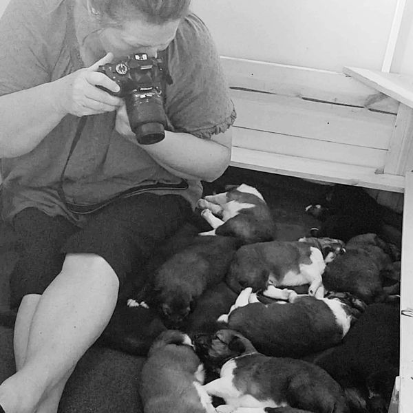 Scottish Collie Puppies
Old Time Scoth Collie 
Old Fashioned Farm Collie litter with Collie breeder
