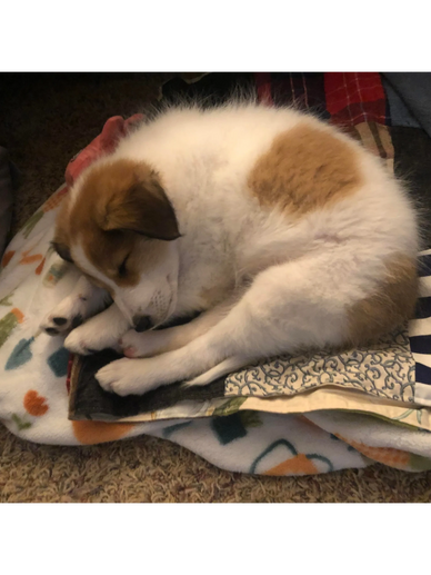 Puppy sleeping on blanket.