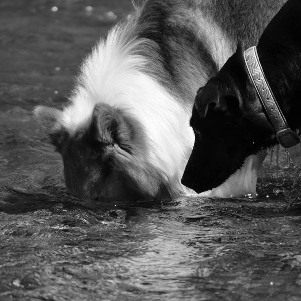 Grant's Everest of Featherburry
- Old Time Scotch Collie Association and 
- Scottish Collie Preserva