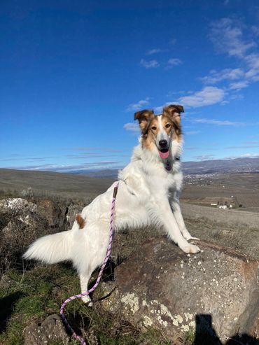 Dog on rock.